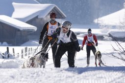 Lenk 2013